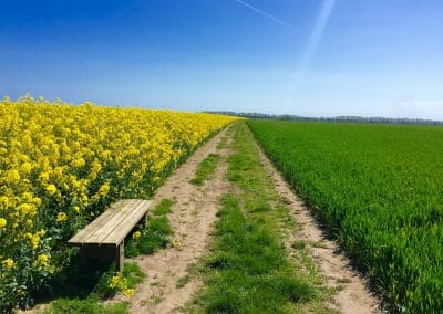 Ein Feldweg mit einem Rapsfeld und einer Bank