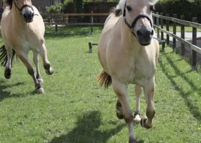 Balisto und Lady Pferde