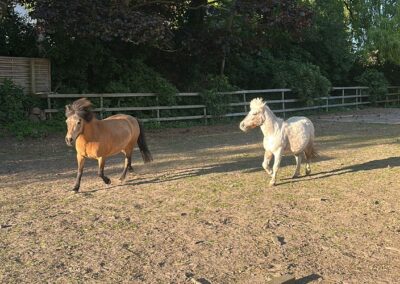 Die Ponys Sternchen und Birdy
