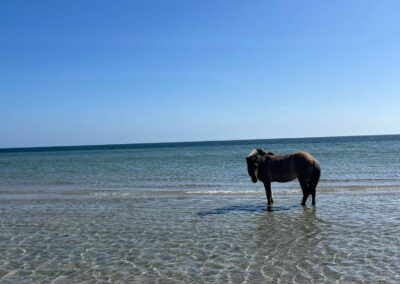 Kauti am Sahrensdorf Strand im Wasser